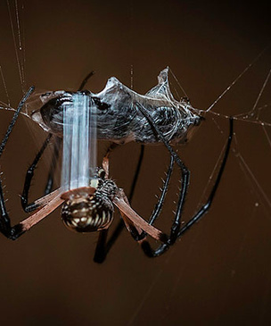 Удивительные свойства паутины