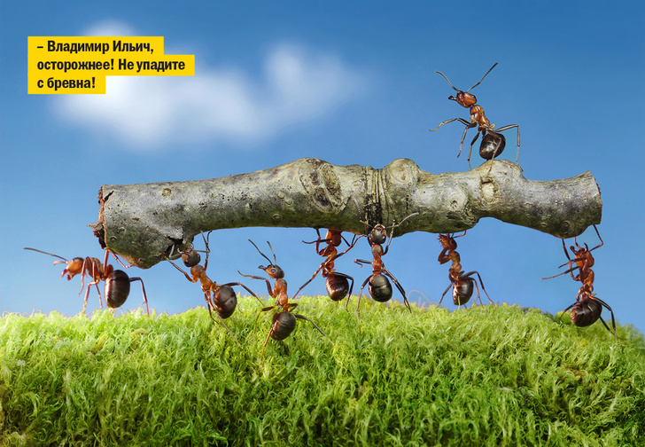 Оказывается, муравьи вовсе не любят работать, выяснили ученые