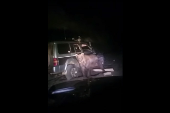 Медведь отомстил туристам, сбившим его машиной. Видео! Медведь отомстил туристам, сбившим его машиной. Видео!
