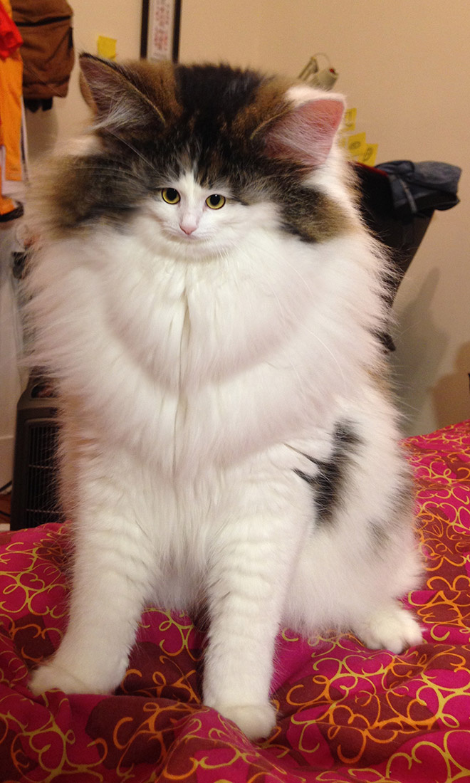 Коты с крошечными мордами! Коты с крошечными мордами!