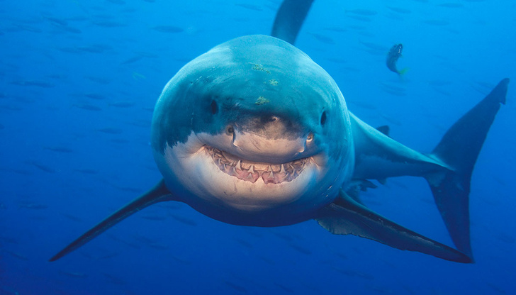 Никаких резких движений и выброси фонарик: чего точно не надо делать, чтобы тебя не съела акула (бонус — ИНФОГРАФИКА!)