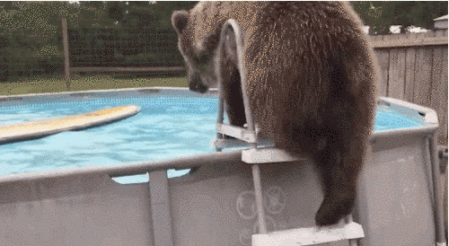 Медведь в бассейне