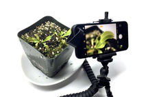 Как заснять рост растения на видео