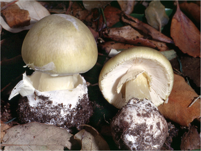 Фунги сапиенс: почему грибы куда умнее и хитрее, чем мы думали