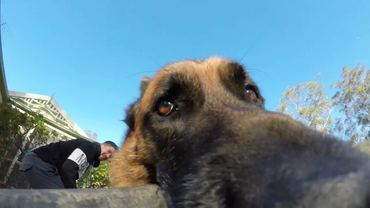 Пёс отнял у хозяина GoPro и не отдает! (ВИДЕО с GoPro)