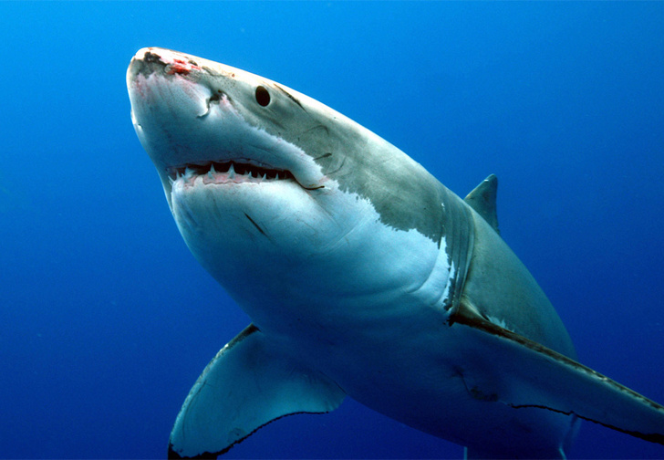 Они размножаются! 5 зверских фактов о сексе акул, которые ты точно не знал