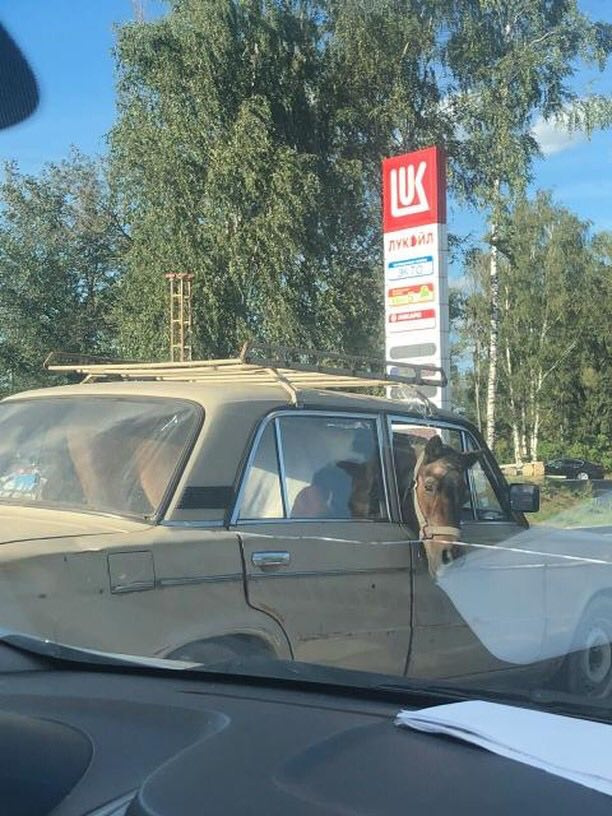 Конь в авто: очевидцы сняли очень странную поездку непарнокопытного в «Жигулях» Конь в авто: очевидцы сняли очень странную поездку непарнокопытного в «Жигулях»