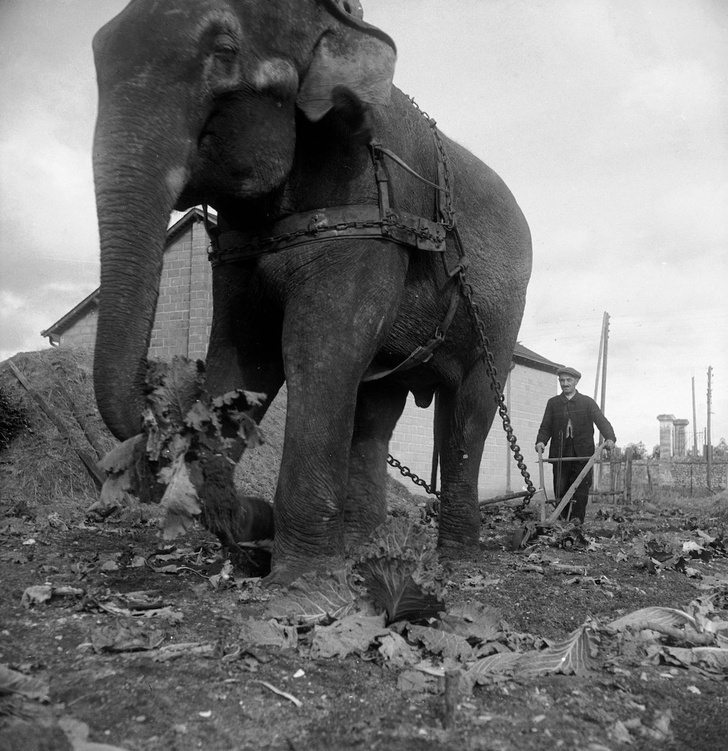 Слон на службе у крестьян