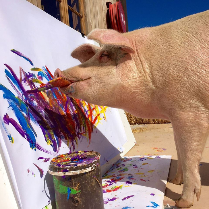 Фото №2 - Познакомься со свиньей-художником, чьи картины продаются по 2 тысячи долларов за штуку!