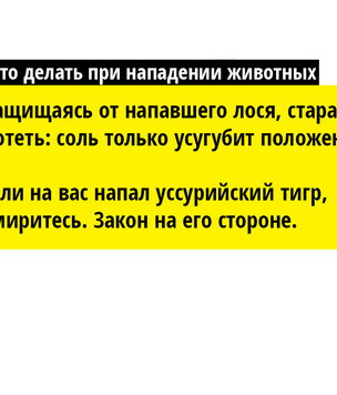 Зайки из склепа: лучшие способы защиты от братьев наших меньших