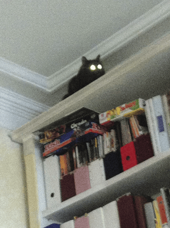 Письмо редактора. Про кота Письмо редактора. Про кота
