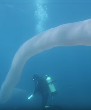 Ныряльщики сняли на видео невероятного многометрового червя