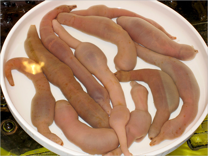 Морские черви Urechis unicinctus Морские черви Urechis unicinctus