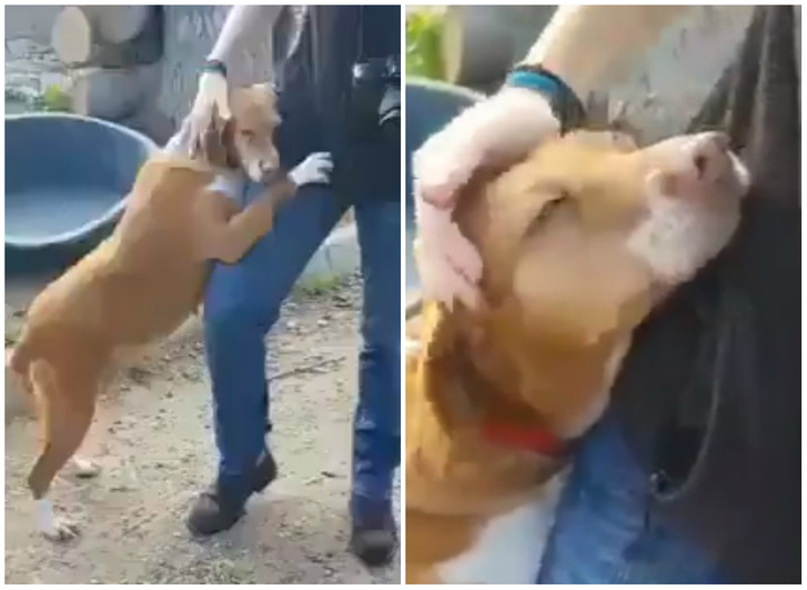 Твит дня: приютская собака так трогательно обняла ногу журналиста и не отпускала, что тот забрал собаку домой (видео)