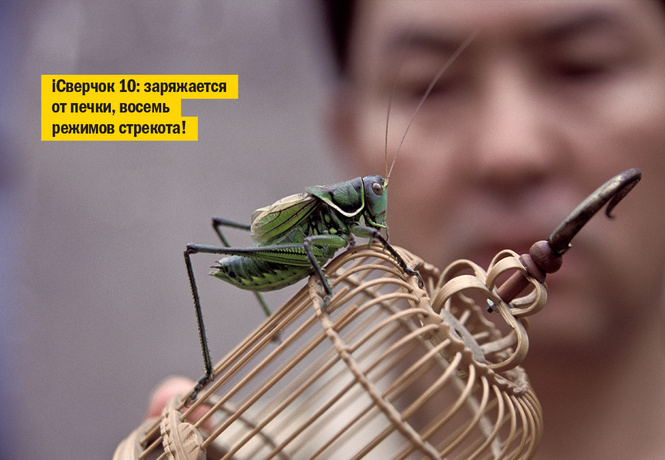 Если не кот, то кто? Неожиданные животные, которых раньше держали в домах Если не кот, то кто? Неожиданные животные, которых раньше держали в домах