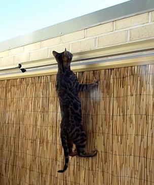 Австралийцы достроили великую кошачью стену