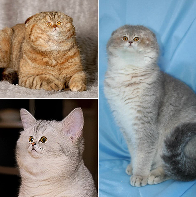 Коты с крошечными мордами! Коты с крошечными мордами!