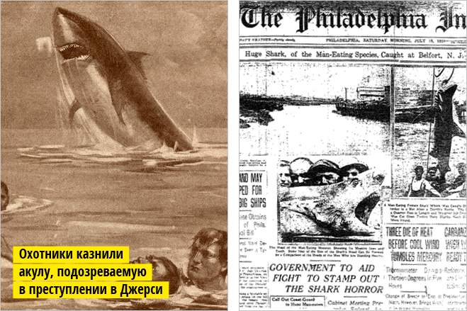 Рыба-Гитлер. Исчерпывающий материал об акулах, после которого ты больше никогда не поедешь на море или океан