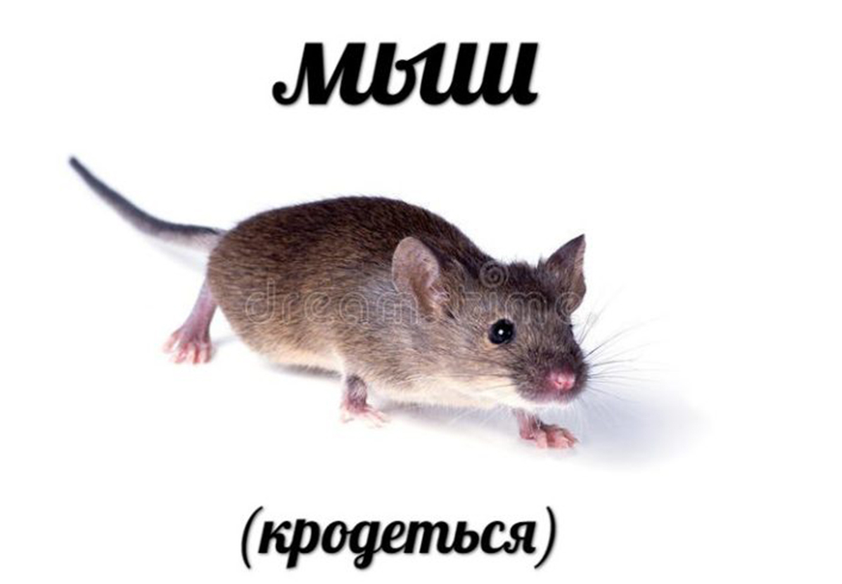 Мышь и крыса10