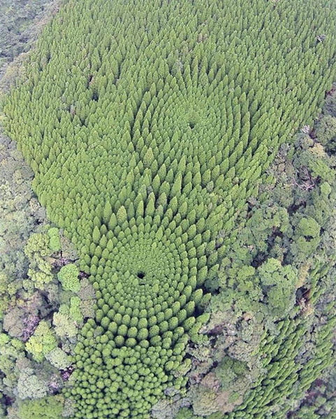 Круглый лес, на выращивание которого японцы потратили 50 лет