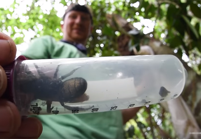 Обнаружена огромная пчела, которую многие годы считали вымершим видом (видео)