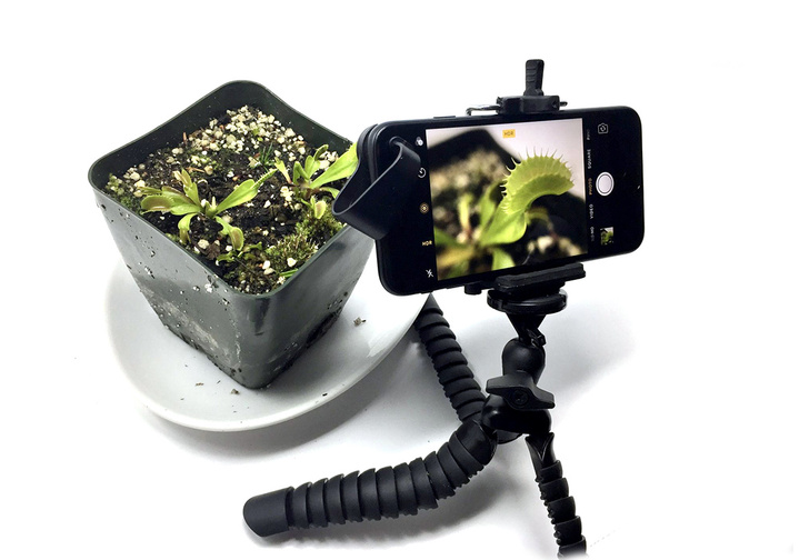 Фото №1 - Как заснять рост растения на видео