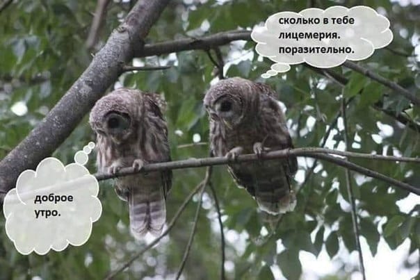 Самые смешные картинки недели и Вахтанг Меркьюри