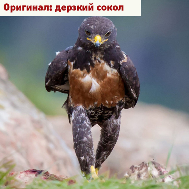 Лучшие фотожабы года! Лучшие фотожабы года!