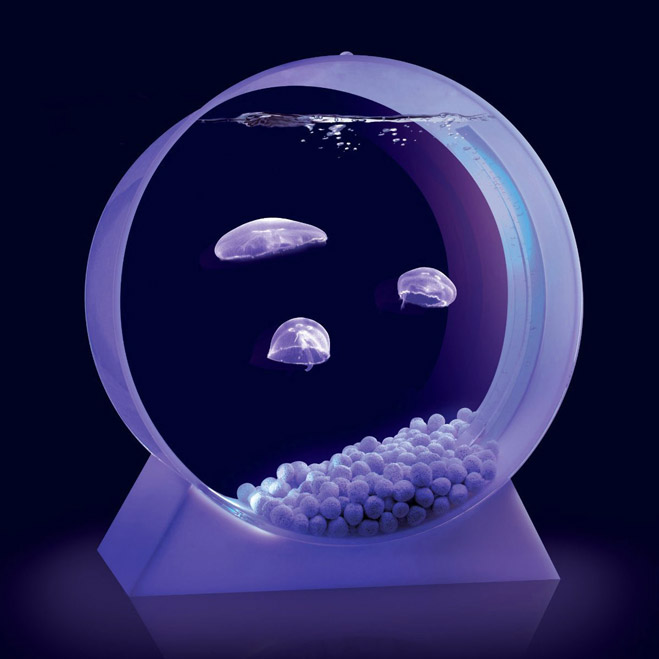 Jellyfish Tank —  аквариум с медузами