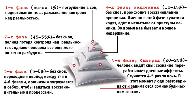 Фазы сна Фазы сна