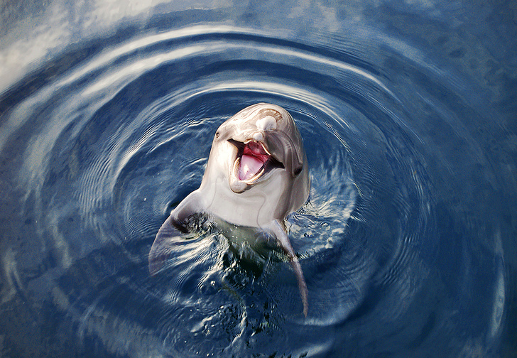 Фото №3 - Итак, ты встретил в море дельфина. Как понять язык его движений? Запоминай...