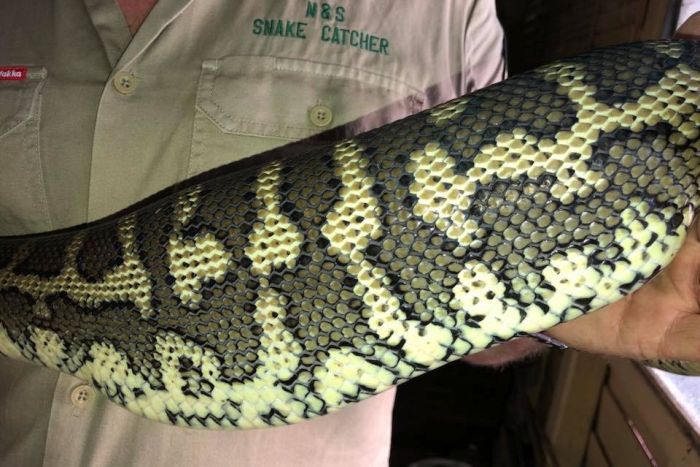 Австралийский пенсионер нашел потерянную тапочку в желудке у гигантской змеи (ФОТО)