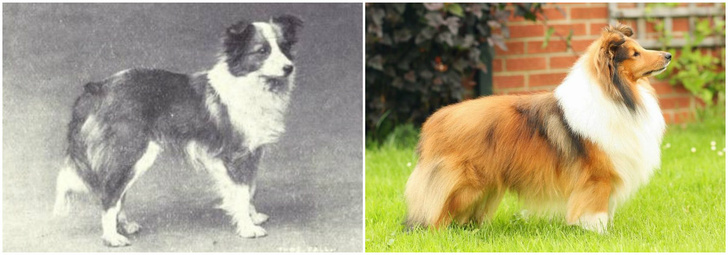 Фото №6 - Как изменились породы собак за 100 лет