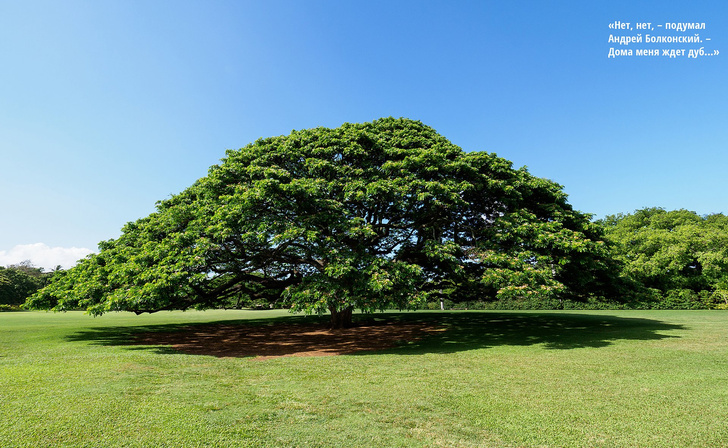 Как выглядит то самое дерево, которому компания Hitachi выплачивает пенсию