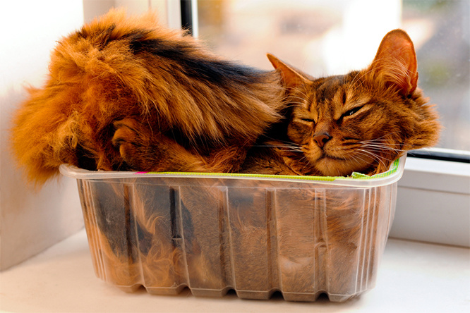 Фото №1 - Почему кошки постоянно залезают в коробки?