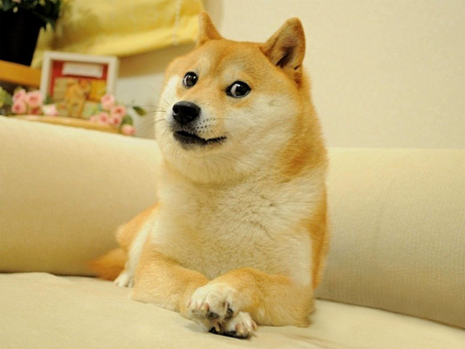 Пёсенька Doge Пёсенька Doge