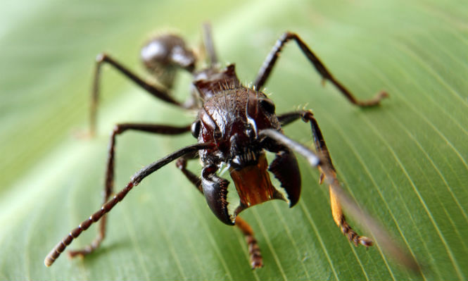 Пять самых опасных насекомых
