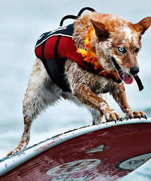 Созвездие мокрых псов: лучшие фотографии с собачьих соревнований по серфингу