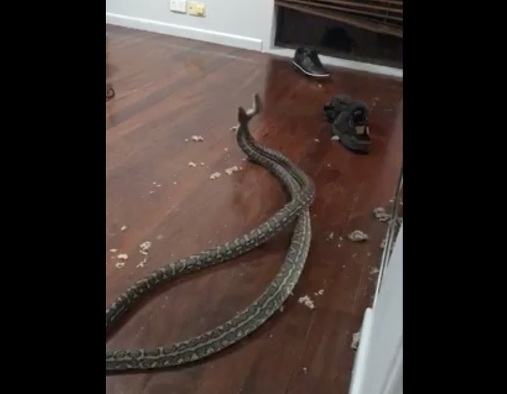 Две гигантские змеи свалились с потолка в спальне и устроили драку (видео)