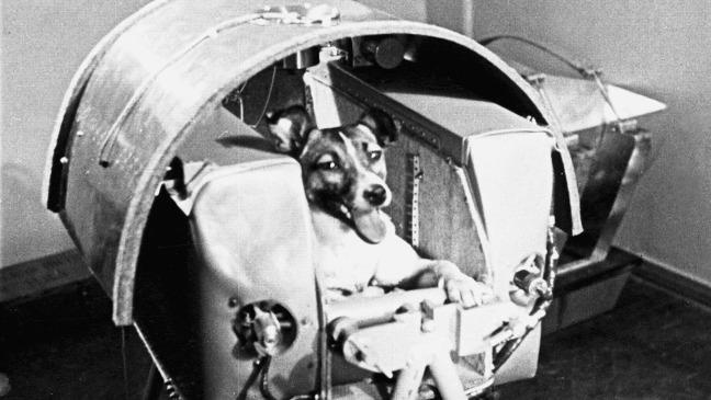 В этот день 63 года назад в космос полетела первая собака