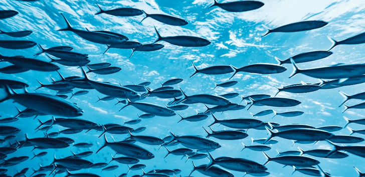 Ученые зарегистрировали самый громкий звук океана: это оказалась оргия рыб