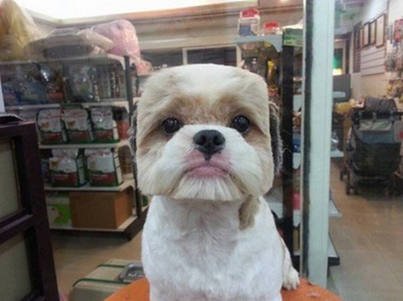 Фото №2 - Новый тренд на Тайване: геометрически правильные собаки