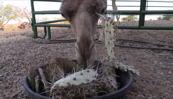 Фото №1 - Верблюд ест кактус с гигантскими иголками и не морщится! ВИДЕО, которое больно смотреть