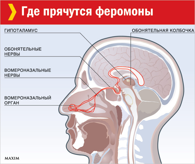 Где прячутся феромоны Где прячутся феромоны