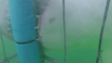 Сенсация! Акула попыталась спасти из клетки тонущих туристов!