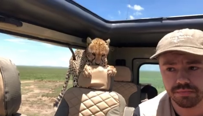 Гепард запрыгнул в машину во время сафари! Дикое ВИДЕО Гепард запрыгнул в машину во время сафари! Дикое ВИДЕО