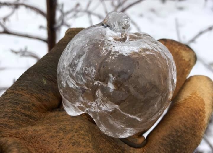Яблоки-призраки: редкая и прекрасная шутка природы (фото и объяснение прилагаются)