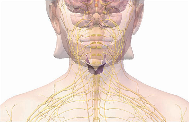 Cartilage thyroidea