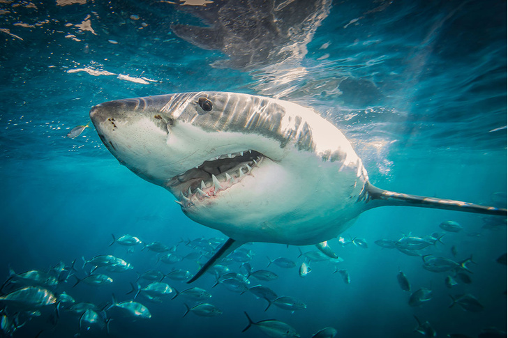 Не делай резких движений и выброси фонарик: чего точно не надо делать, чтобы тебя не съела акула