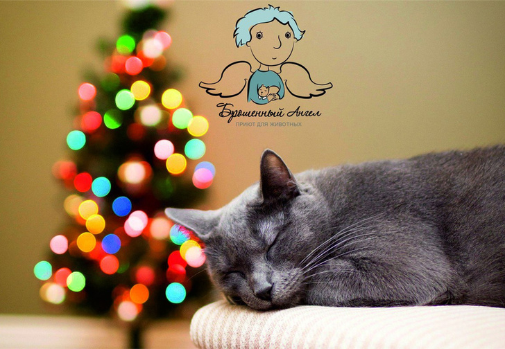 Сделай родным самый крутой новогодний подарок — забери домой кота!